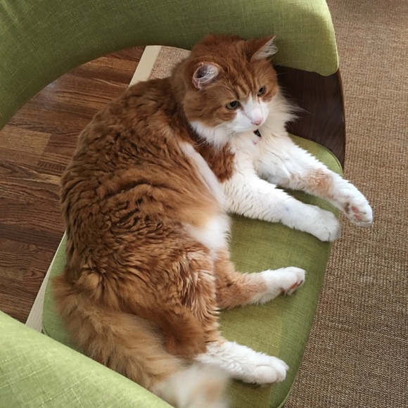 Meet your Posher, Chelsea - Picture 1 of 1